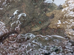 Halichoeres notospilus