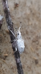 Platyomus