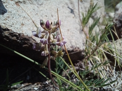 Astragalus