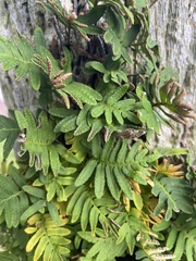 Pleopeltis michauxiana