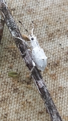 Platyomus