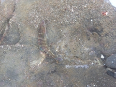 Halichoeres notospilus