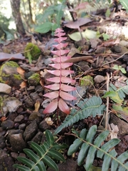Pleopeltis polypodioides