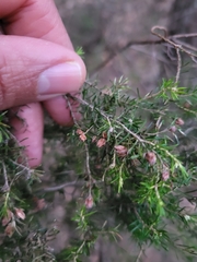 Erica australis