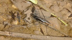 Limnometra