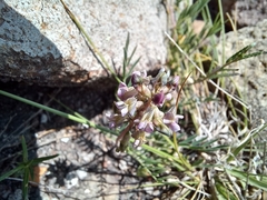 Astragalus