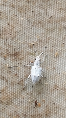 Platyomus