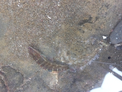 Halichoeres notospilus