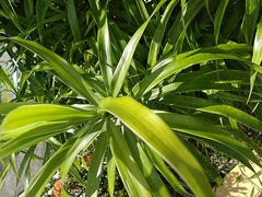 Pandanus tectorius