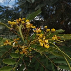 Senna
