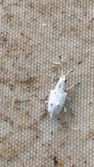 Platyomus