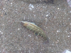 Halichoeres notospilus