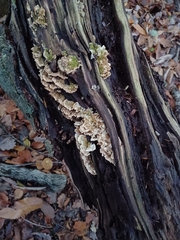 Trametes ochracea