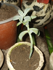 Graptopetalum