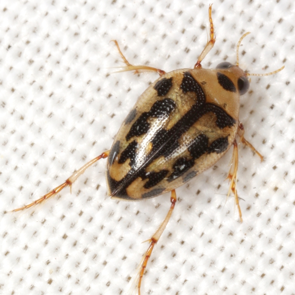 Paraliaphlus