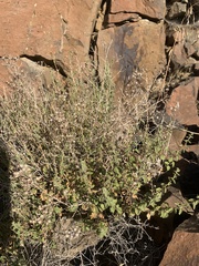 Brickellia microphylla