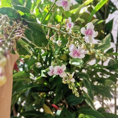 Pseuderanthemum carruthersii