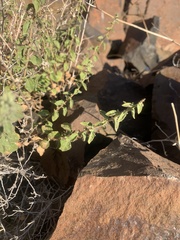 Brickellia microphylla
