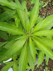 Impatiens balsamina image