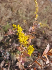 Solidago petiolaris
