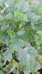 Erysiphe cruciferarum
