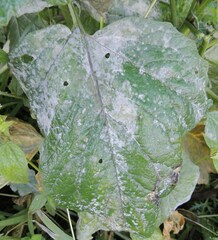 Erysiphe cruciferarum