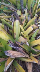 Wittmackia lingulata