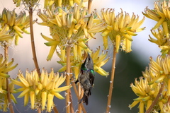Cinnyris mariquensis
