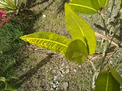 Codiaeum variegatum