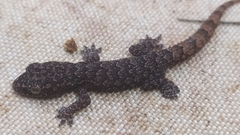 Hemidactylus brasilianus