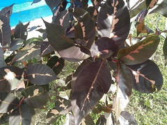 Graptophyllum pictum