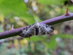 Eupithecia succenturiata