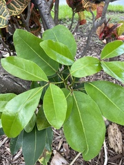 Magnoliopsida