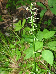 Platanthera lacera