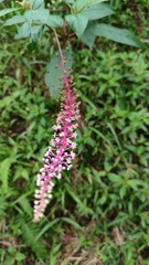 Phytolacca rivinoides