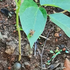 Eristalinus taeniops