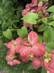 Mussaenda erythrophylla