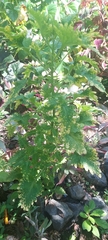 Colea