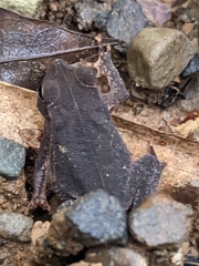 Rhinella alata