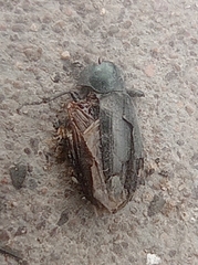 Insecta
