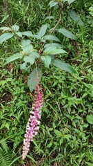 Phytolacca rivinoides