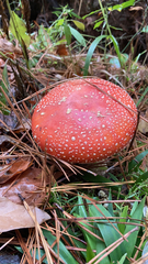 Amanita