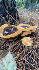 Phaeolus schweinitzii