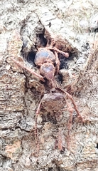 Ophiocordyceps unilateralis