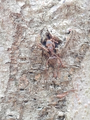 Ophiocordyceps unilateralis
