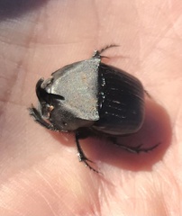 Phanaeus triangularis