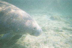 Trichechus manatus latirostris