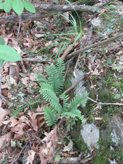 Polypodium