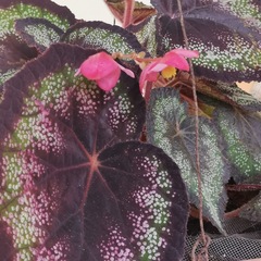 Begonia