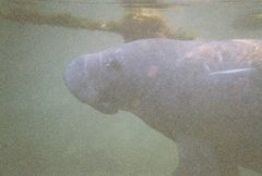 Trichechus manatus latirostris